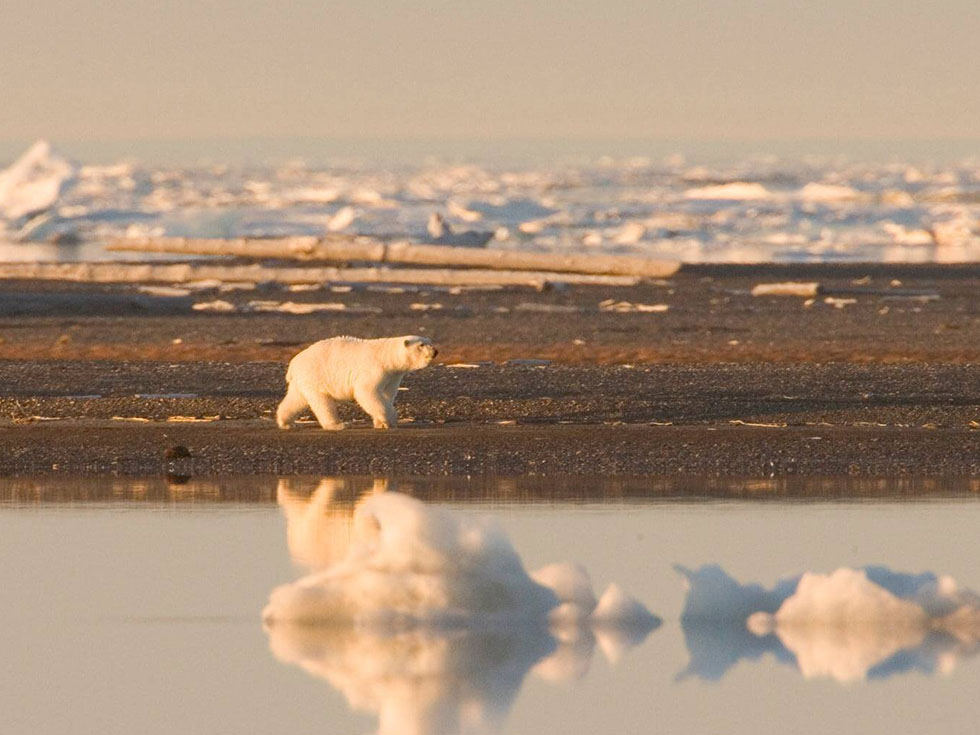 A description of the image