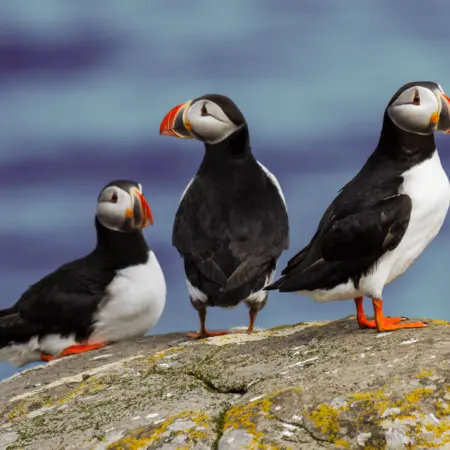 3 puffins on a rock