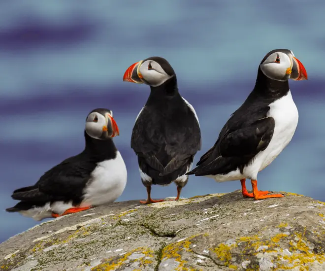 3 puffins on a rock