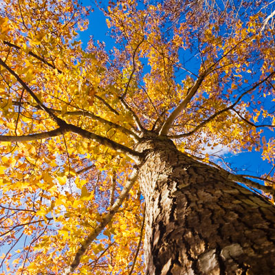 This photo of a tall tree represents the “I won’t come down until…” creative fundraising event idea that works well for schools.