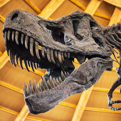 This photo of a dinosaur skeleton represents the night at the museum fundraising event idea, which is highly adaptable.