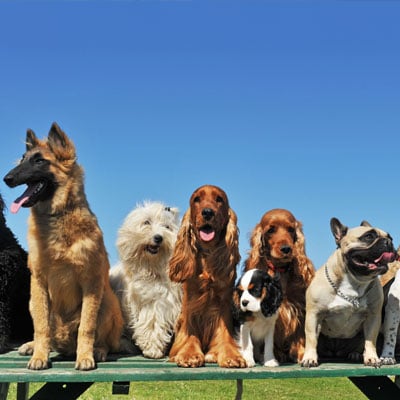 This photo of a happy group of dogs demonstrates what happens at a pet de-stress day, one of several advocacy fundraising event ideas.