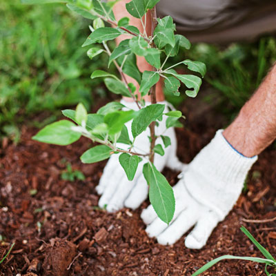 This photo of someone planting a tree shows what participants do at a tree planting party when used as a fundraising event idea.