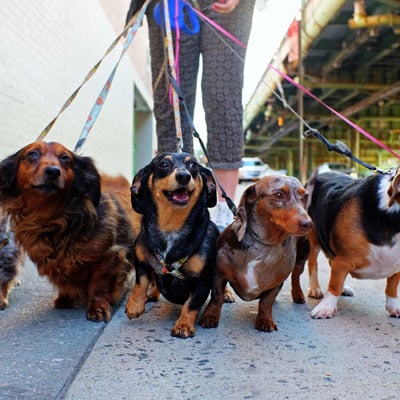 This photo of dogs being walked provides an example of an activity for the work-a-thon fundraising event idea for faith-based organizations.