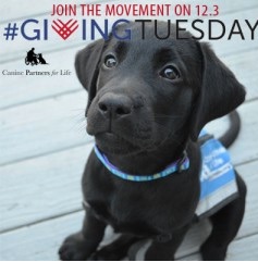 This graphic that promotes GivingTuesday with a photo of a dog empowers fundraising messengers to make an emotional connection with donors.