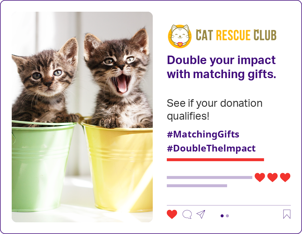 An example of a nonprofit social media post with an image of two kittens and text urging viewers to check their matching gift eligibility.