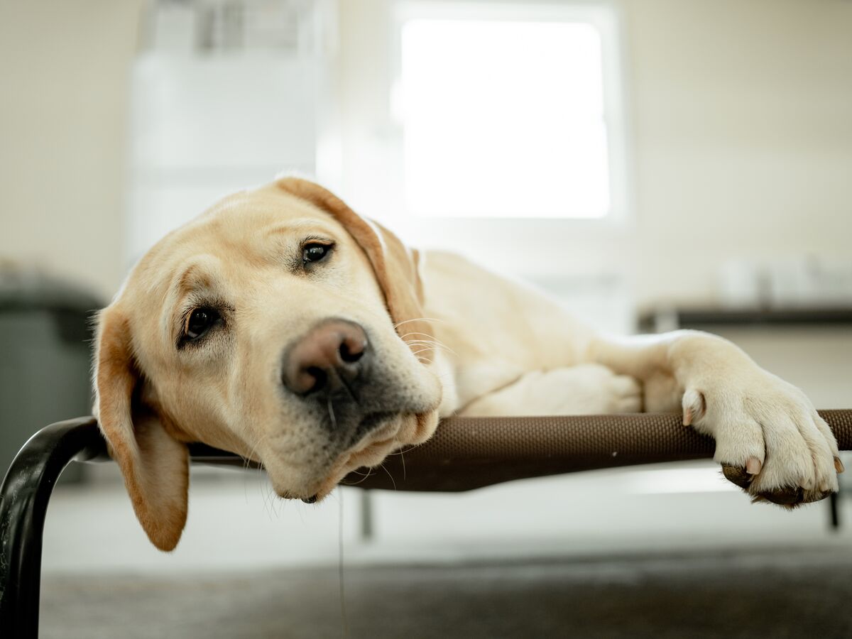 A golden lab lays on a dog bed